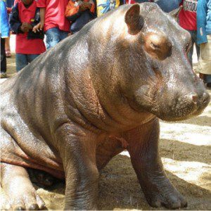 baby hippo