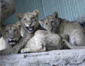 baby cubs three