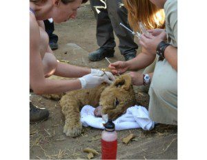 baby cubs two