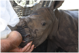 rhino drinking