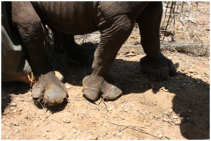 rhino torn feet