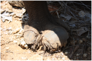 rhino torn feet rages