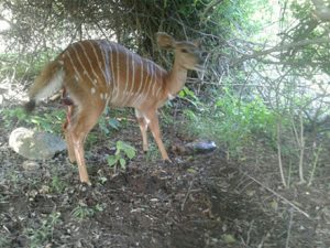 nyala new born