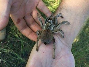 GoldenBrownBaboonSpider