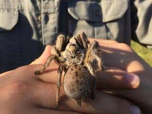 GoldenBrownBaboonSpider