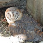 BarnOwl