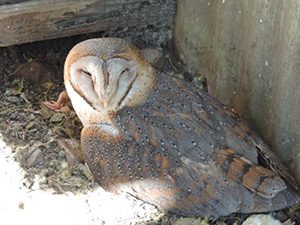 BarnOwl