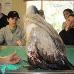 vulture and its broken wing