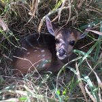 Bush Buck