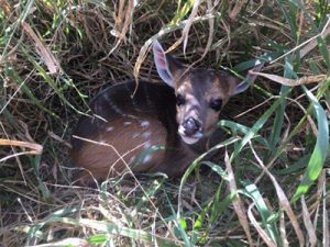 Bush Buck