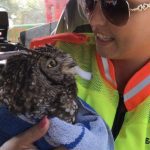 Spotted Eagle Owl