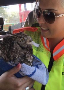 Spotted Eagle Owl