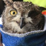 Spotted Eagle Owl