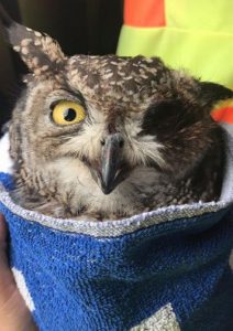 Spotted Eagle Owl