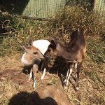 Two Bush Buck