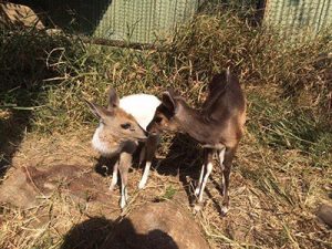 Two Bush Buck