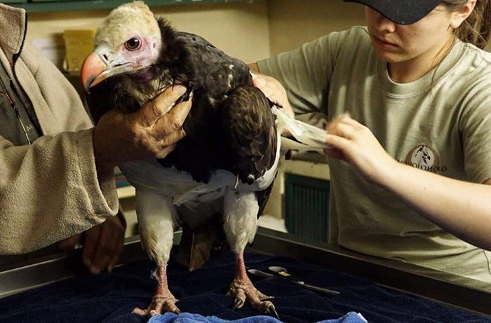 Vulture At The Vet