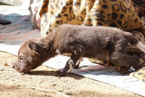 Wild Dog Pup