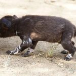 Wild Dog Pup