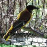 Black-Headed-Oriole