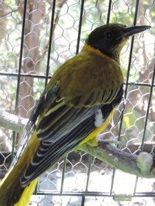 Black-Headed-Oriole