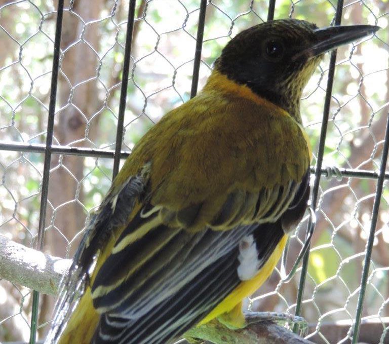 Black Headed Oriole