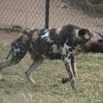 Wild Dog