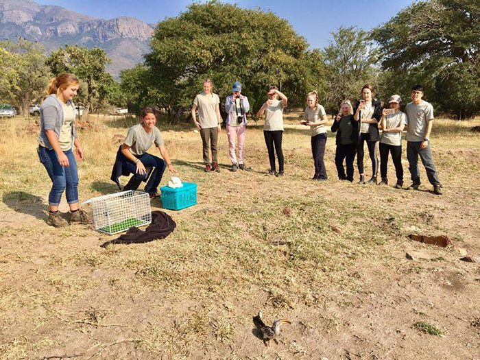 Yellowed Billed Hornbill releases