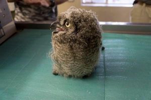 Spotted Eagle Owl