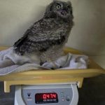 Spotted Eagle Owl