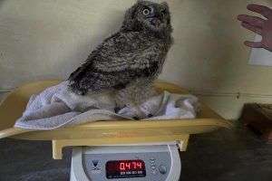 Spotted Eagle Owl