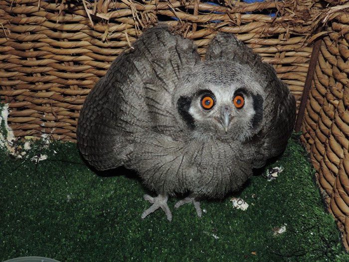 White Faced Owl (Juv)