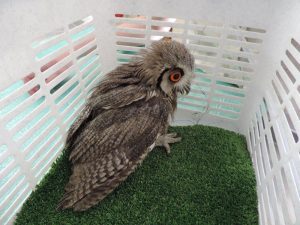 White Faced owl