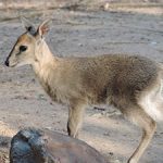 Grey-Duiker