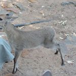 Grey-Duiker1