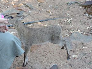 Grey-Duiker1