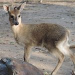 Grey Duiker