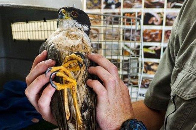 Injured-BlackSparrowhawk