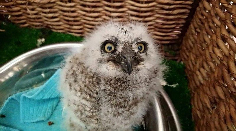 Spotted-Eagle-Owl-Chick