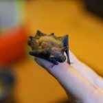 Insect-Eating Bat