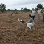 White Stork