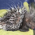 porcupine