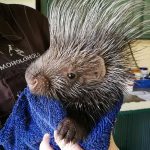 porcupine