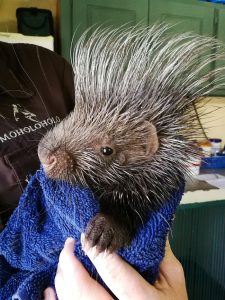 porcupine