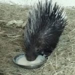 Porcupine Baby