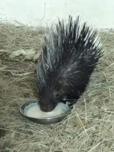 Porcupine Baby