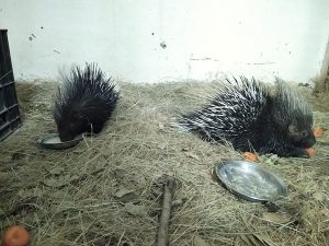 Porcupine Baby