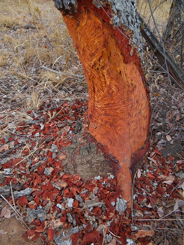 Ringbark