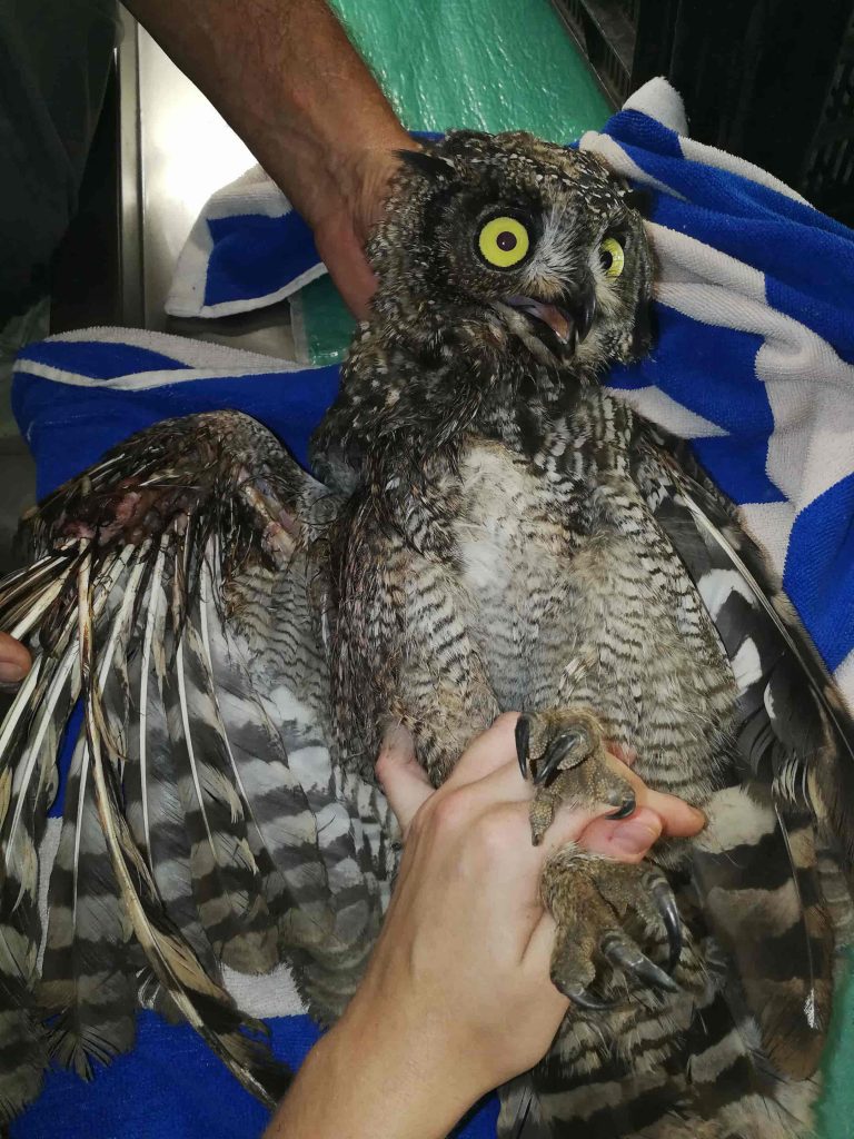 spotted eagle owl